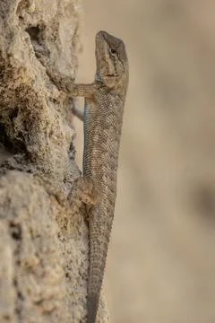 Lizard soaking up the sun on a rock. Stock Photos
