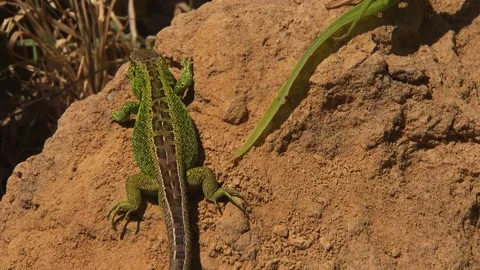 Lizard soaking up sun on small earth mound Stock Footage 329105750