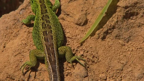 Lizard soaking up sun on small earth mound Stock Footage 329105776