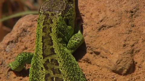 Lizard soaking up sun on small earth mound Stock Footage 329105783