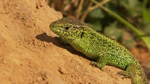 Lizard soaking up sun on small earth mound Stock Footage 329105955