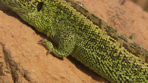 Lizard soaking up sun on small earth mound Stock Footage 329105966