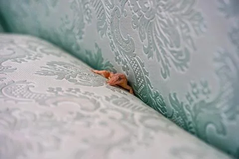 Lizard on the sofa Stock Photos