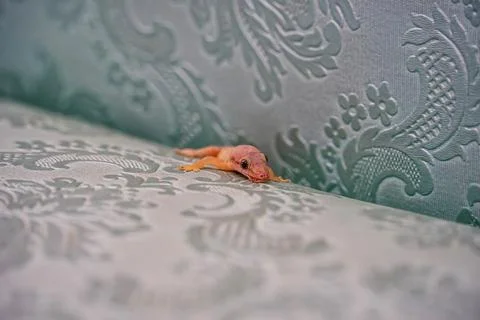 Lizard on the sofa Foto stock