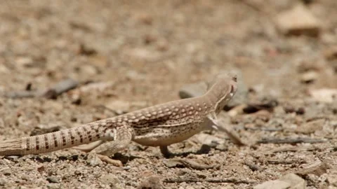 Lizard in the Sonoran desert, Arizona Stock Footage 277437741