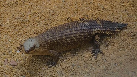 Lizard with spiky tail  Stock Footage 245033706