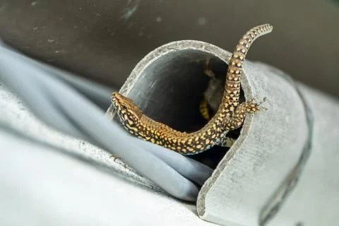 Lizard in spring after hibernation Foto stock