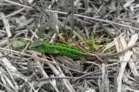 Lizard on the spring grass Stock Photos