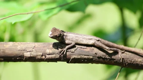 Lizard in Sri Lanka Stock Footage 174920598