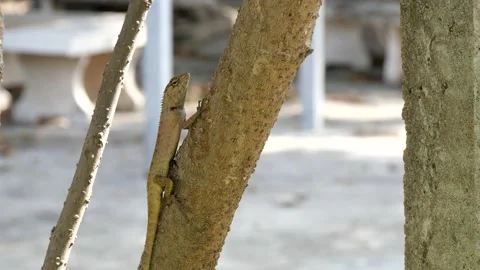 A lizard stand still on a tree. Stock Footage 130912616