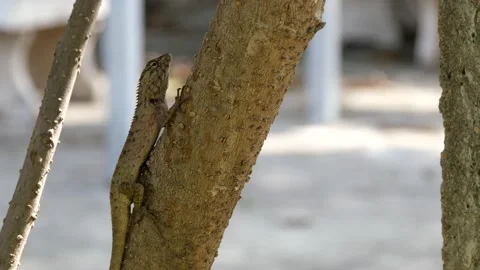 A lizard stand still on a tree. Stock Footage 130912638