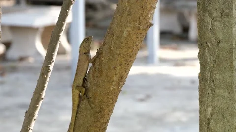 A lizard stand still on a tree. Stock Footage 130912644