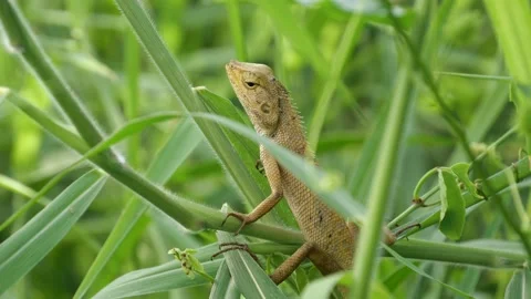 A lizard stand still on a tree. Stock Footage 134921270