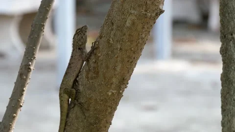 A lizard stand still on a tree. Stock Footage 144062701