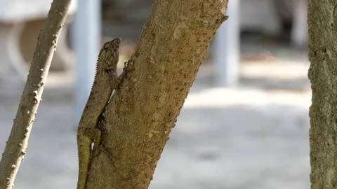 A lizard stand still on a tree. Stock Footage 144062739