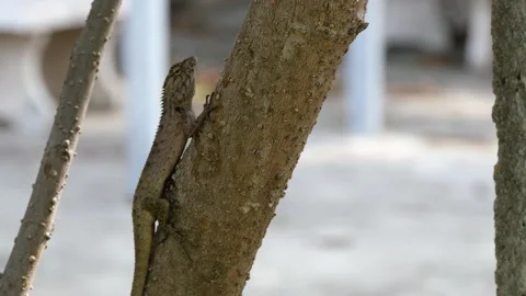 A lizard stand still on a tree. Stock Footage 144062766