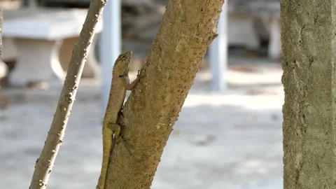 A lizard stand still on a tree. Stock Footage 144062793