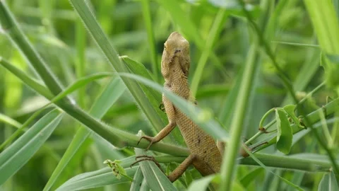 A lizard stand still on a tree. Stock Footage 144062919