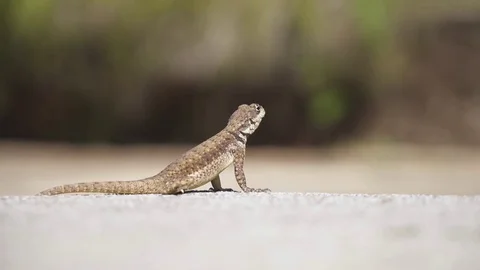Lizard standing and moving at Botanical Garden of São Paulo, Brazil. Stock Footage 80523452