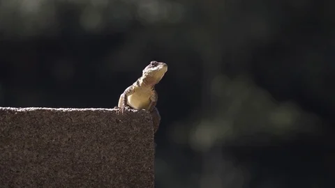 Lizard standing and moving at Botanical Garden of São Paulo, Brazil. Stock Footage 80523843