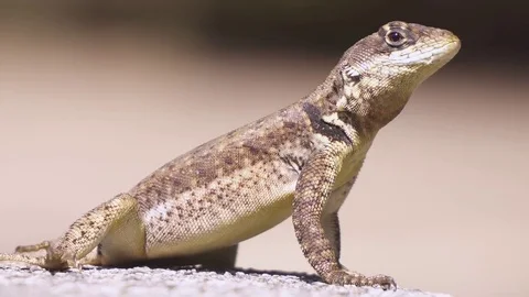 Lizard standing and moving at Botanical Garden of São Paulo, Brazil. Stock Footage 80534851