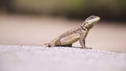 Lizard standing and moving at Botanical Garden of São Paulo, Brazil. Stock Footage 80534852