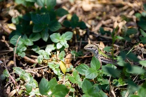 A lizard standing between the leaves in the forest Stock Photos