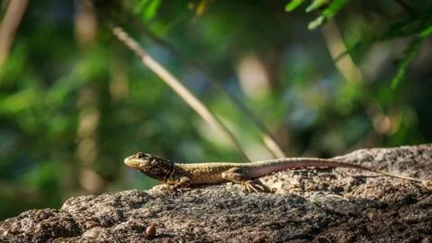 Lizard standing on a rock Stock Photos