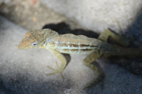 A lizard is standing on a rock Stock Photos