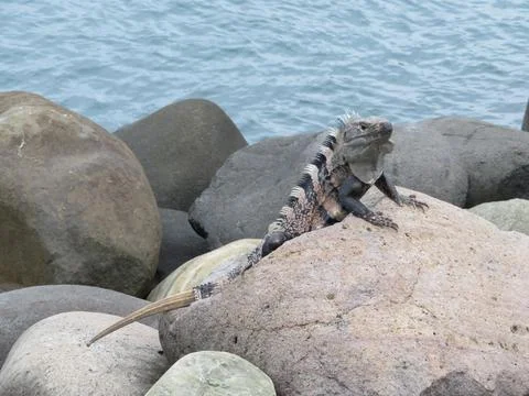 A lizard standing on the rocky shore. Animal background. Stock Photos
