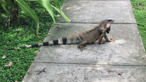 A lizard standing on a sidewalk Video stock 155405177
