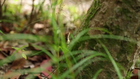 Lizard Standing Still – Close-Up Wildlife Shot Stock Footage 337816895