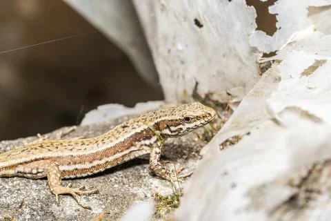 The lizard is standing on a stone Stock Photos
