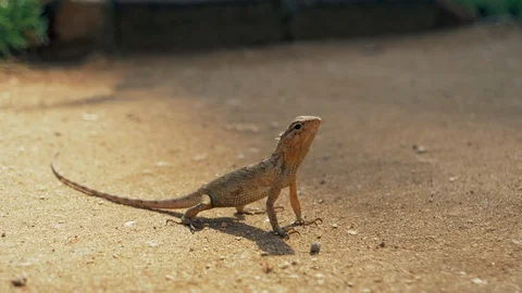 Lizard stands motionless in the sand. Video stock 121690020