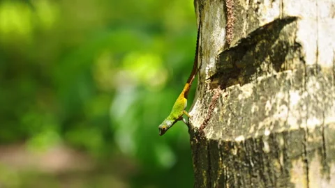 Lizard stands on a tree and moves slowly Stock Footage 265915168