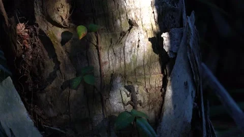 Lizard Startled by Hiker Stock Footage 171949094