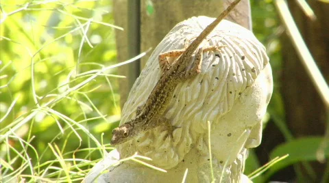 Lizard On Statue Stock Footage 374485