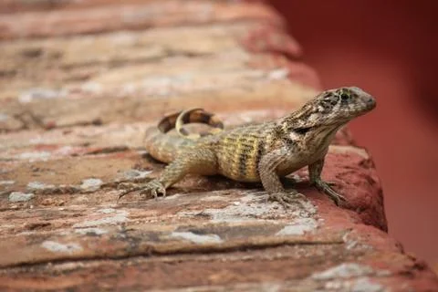 Lizard on a step. Close up. Image taken in the island of Cuba. Stock Photos