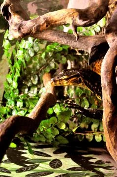 Lizard steps Fotos Stock