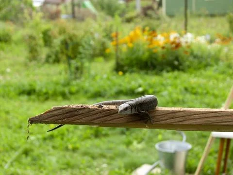 Lizard on a stick in the garden. Selective focus. Stock Photos