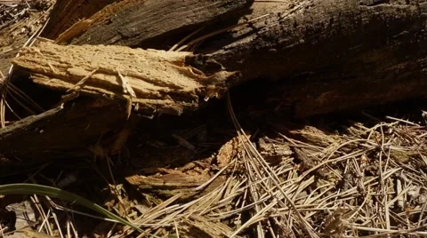 Lizard Stiffened on Small Dry Branches Beside Logs Stock Footage 60428183