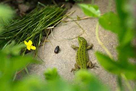 Lizard on a stone close-up. Black beetle on the grass and on ground Stock Photos