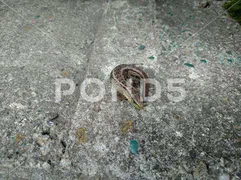 Lizard on stone concrete without tail Animal reptilia curled in summer day Stock Photos
