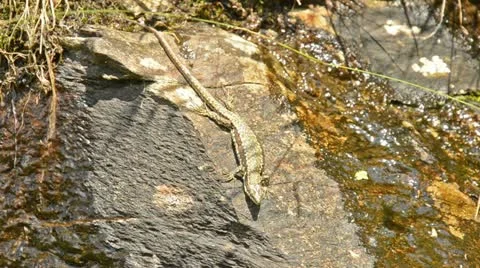 Lizard on a stone Stock Footage 11408293