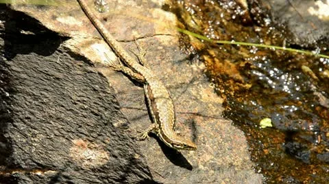 Lizard on a stone Vídeos de archivo 11408316