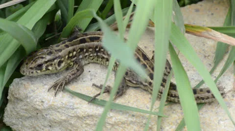 Lizard on the stone Vídeos de archivo 22923173