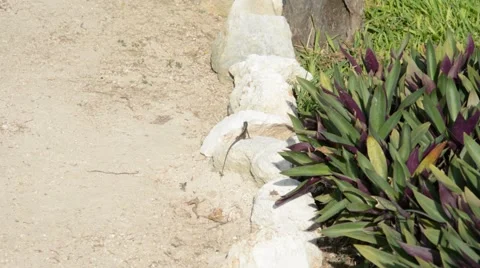 Lizard on a stone Stock Footage 54148351
