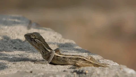 A Lizard on a stone Stock Footage 116542814