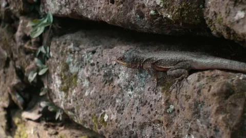 Lizard on the stone 스톡 동영상 138069004