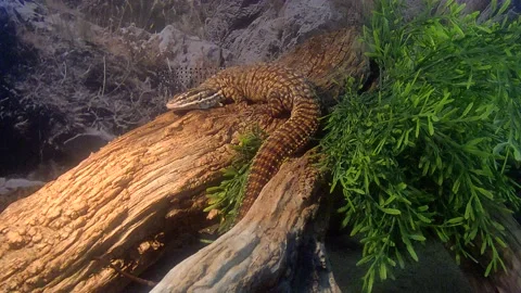 Lizard on a stone Stock Footage 157865043